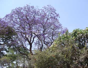 Jacaranda Tree in Zambia